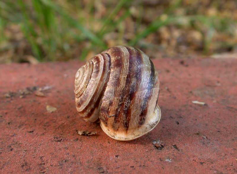 Eobania vermiculata (O.F. Mller, 1774).